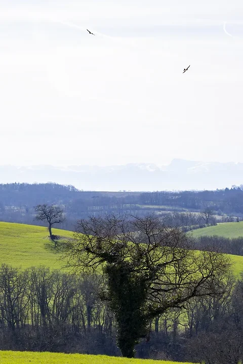Paysages du Gers autour de Caillavet - Photo n°7