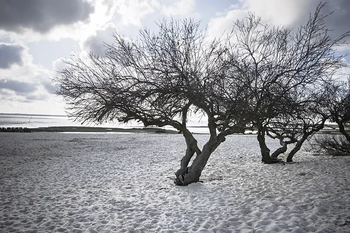 Entre Lacanau et Audenge - Paysages - Photo n°11