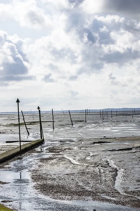 Entre Lacanau et Audenge - Paysages - Photo n°12