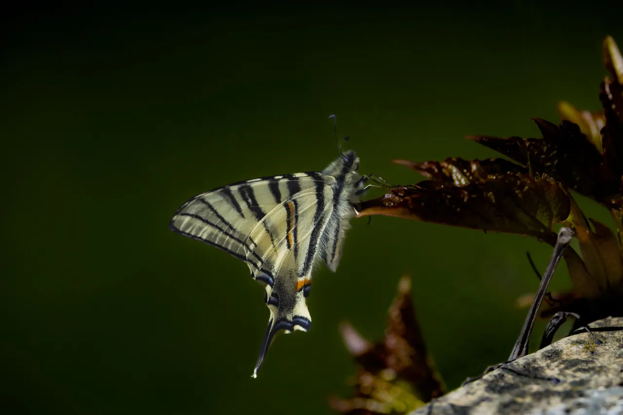 Papillons - Photo n°1