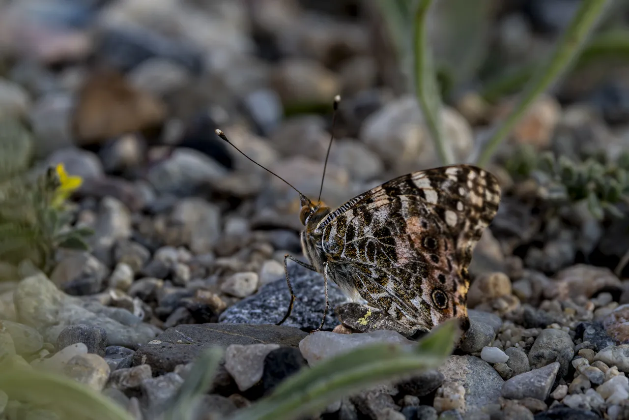 Papillons - Photo n°2