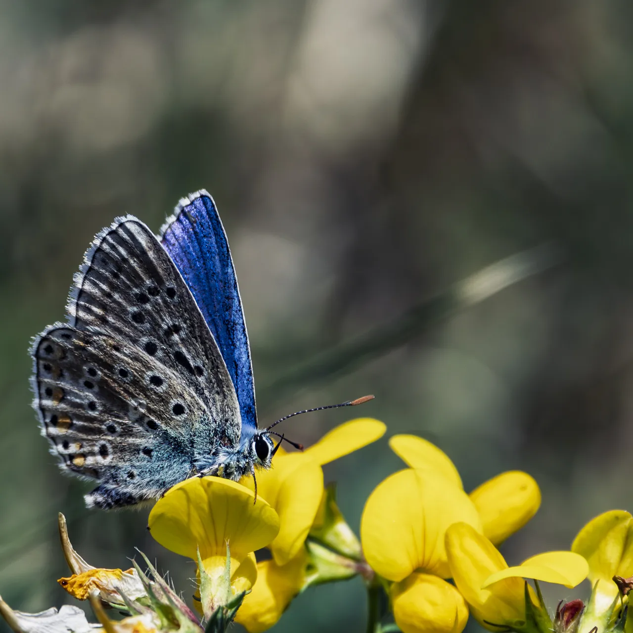 Papillons - Photo n°4