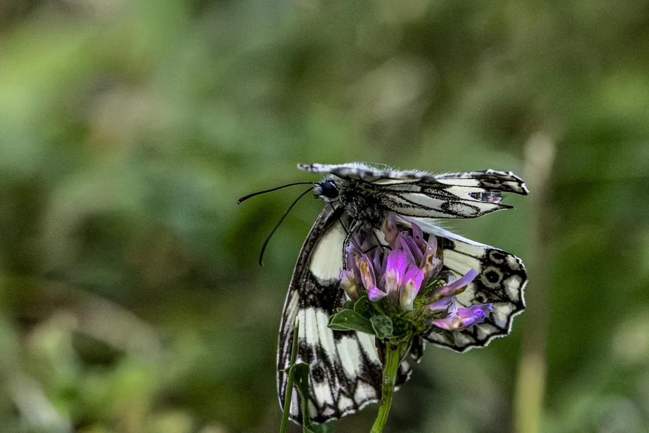 Papillons - Photo n°9