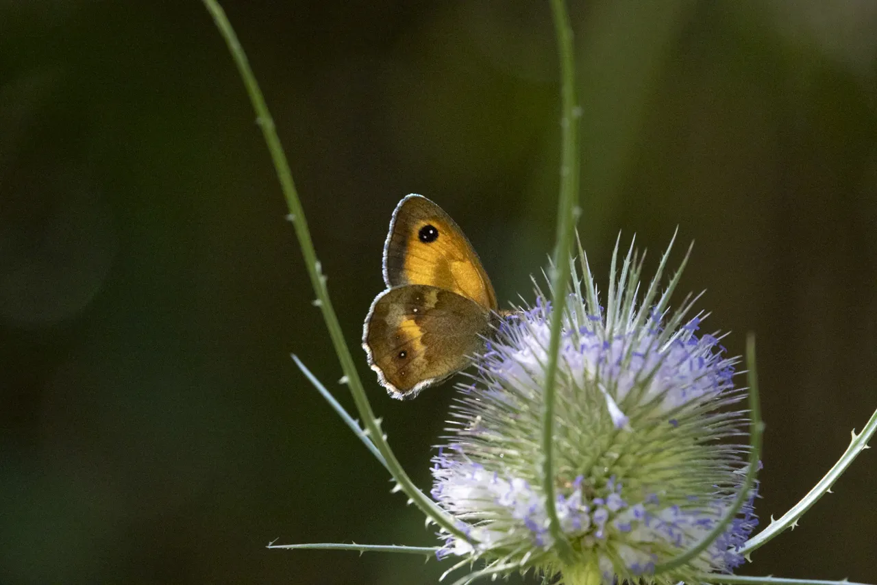 Papillons - Photo n°10