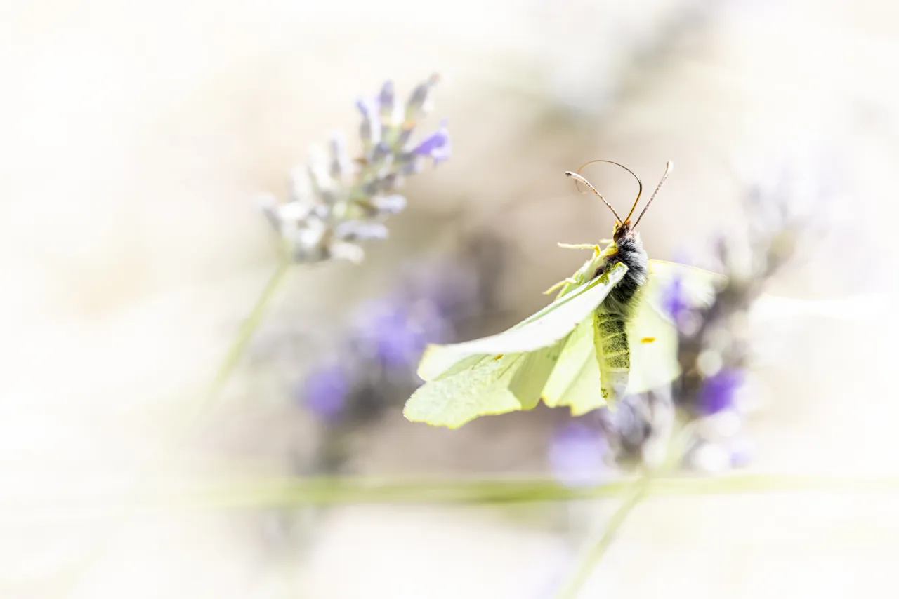 Papillons - Photo n°13
