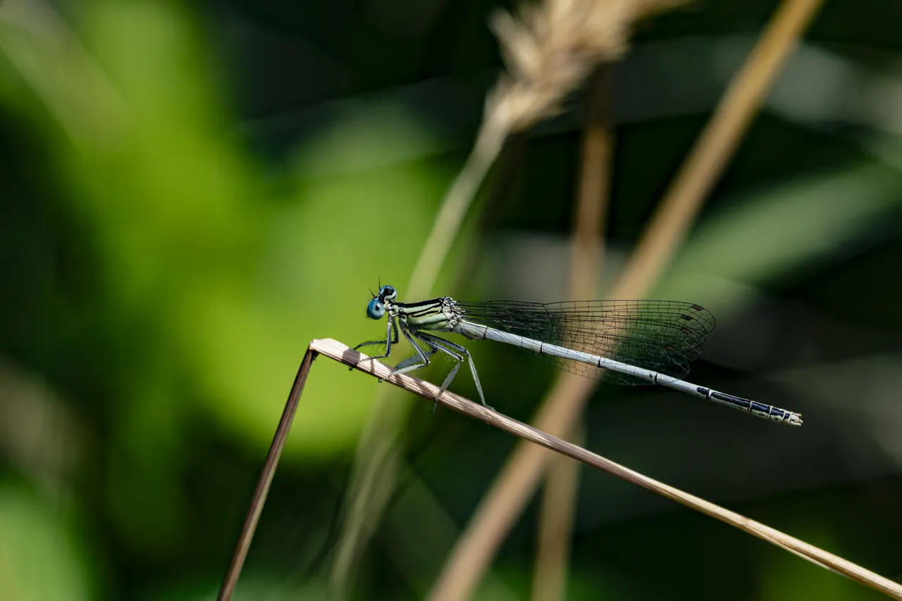 Les Libellules - Photo n°2