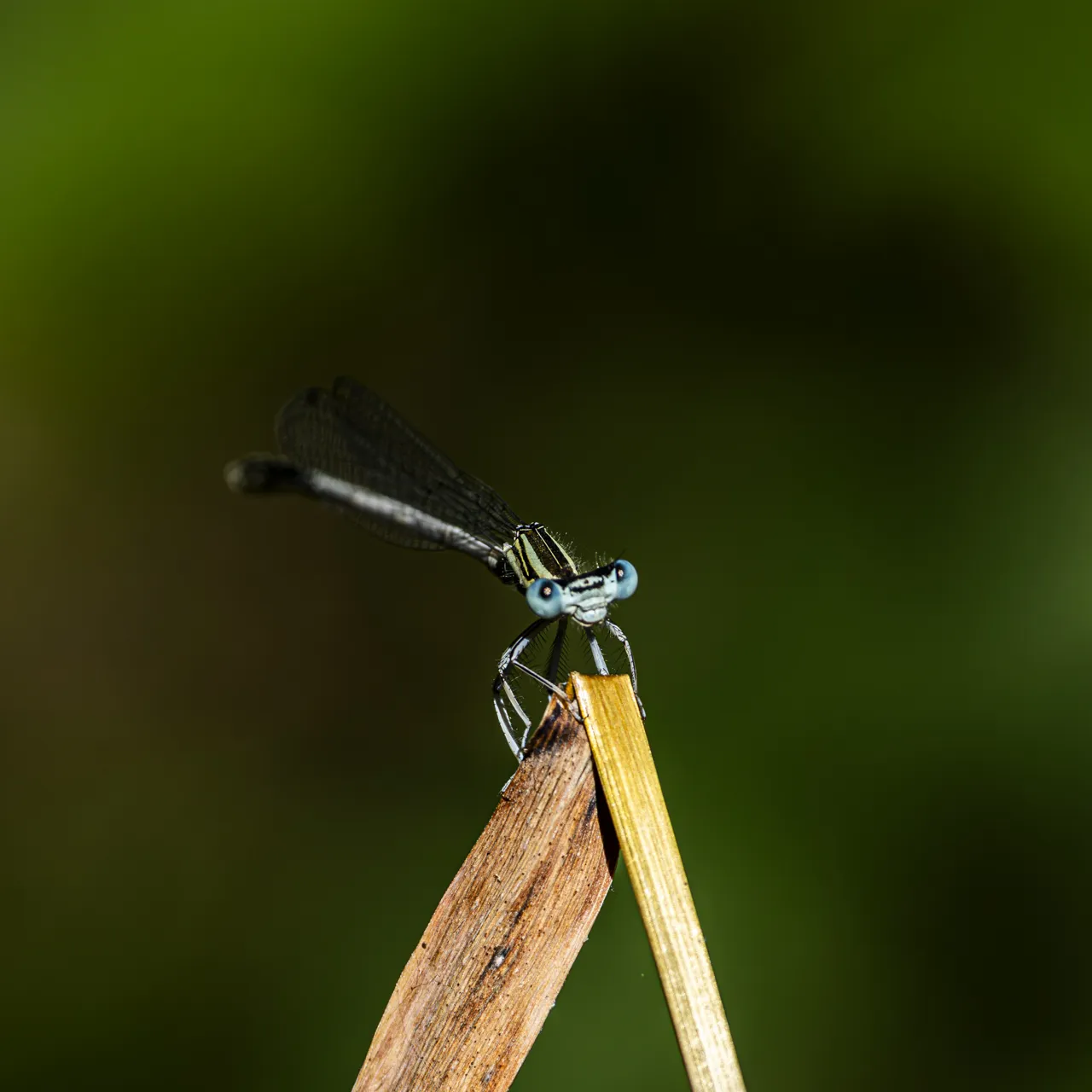 Les Libellules - Photo n°6
