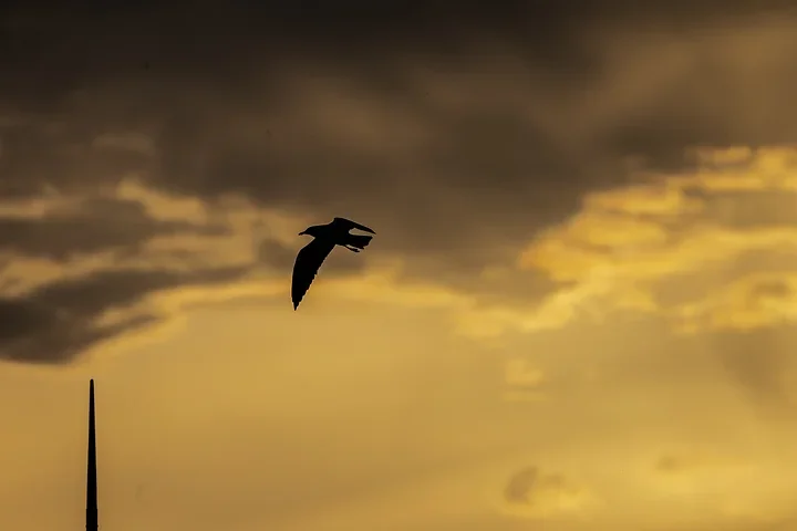 Bassin d'Arcachon - Couchers de soleil - Photo n°7