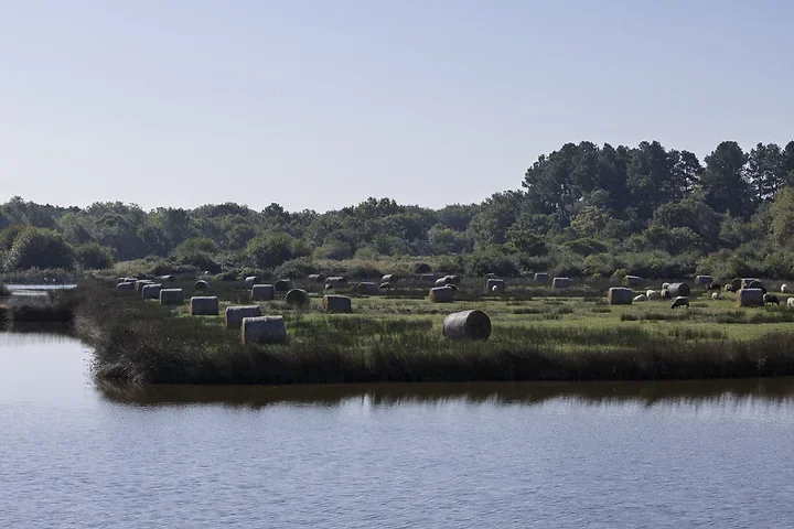 Arcachon - Paysages - Photo n°10