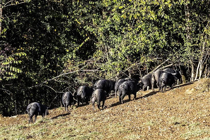 Marche active sur les cr&ecirc;tes du Gers - Photo n°5