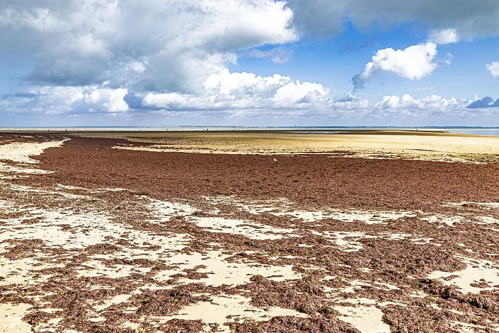 Ile de R&eacute; - paysages - Photo n°12