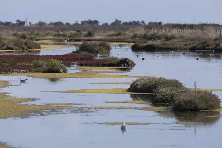 Ile de R&eacute; - paysages - Photo n°13