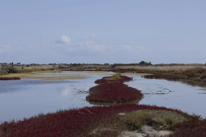 Ile de R&eacute; - paysages - Photo n°14