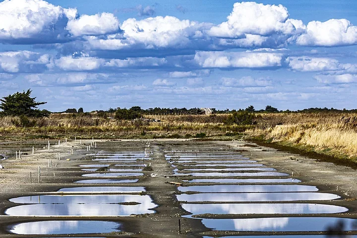 Ile de R&eacute; - paysages - Photo n°16