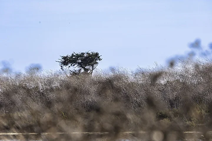Ile de R&eacute; - paysages - Photo n°17