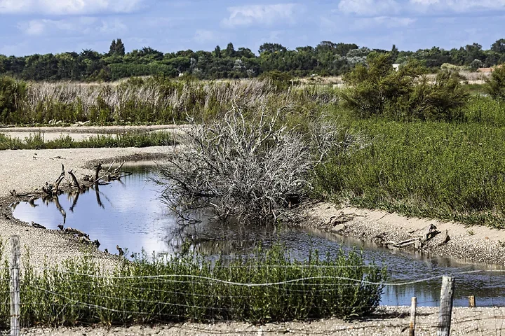 Ile de R&eacute; - paysages - Photo n°18