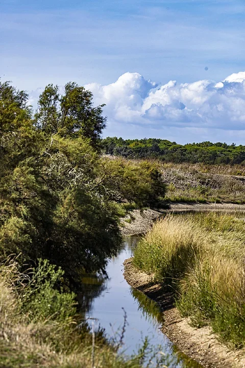 Ile de R&eacute; - paysages - Photo n°19