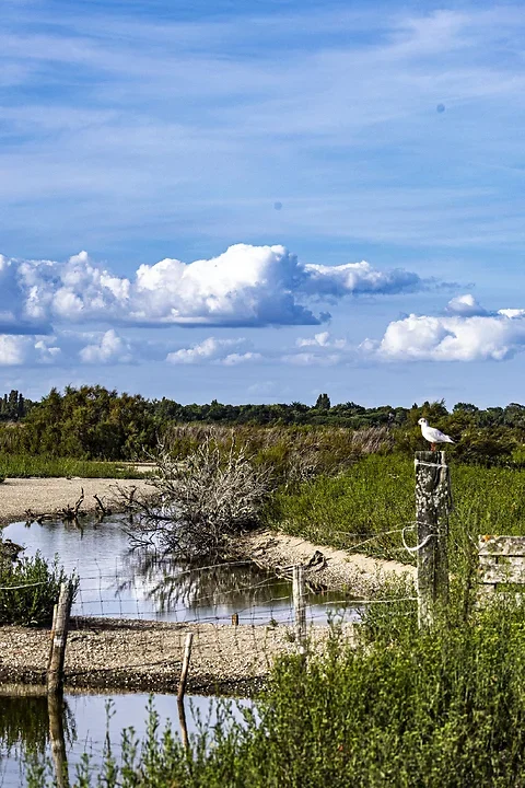 Ile de R&eacute; - paysages - Photo n°20