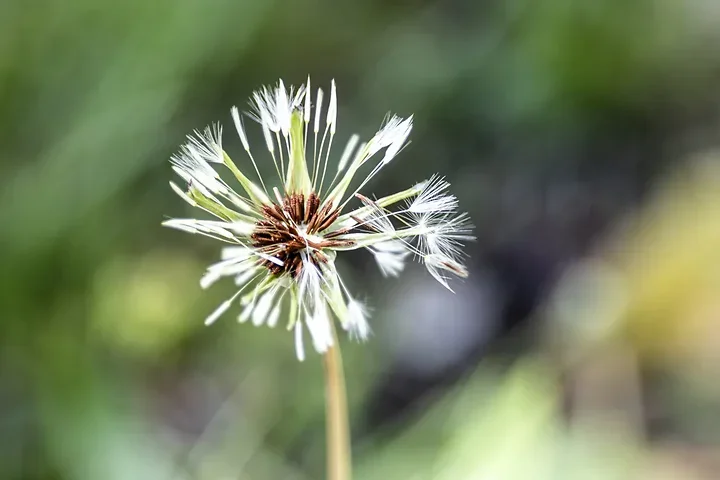 Les fleurs du verger - Jeux de couleurs et de lumi&egrave;re apr&egrave;s la pluie - Photo n°1