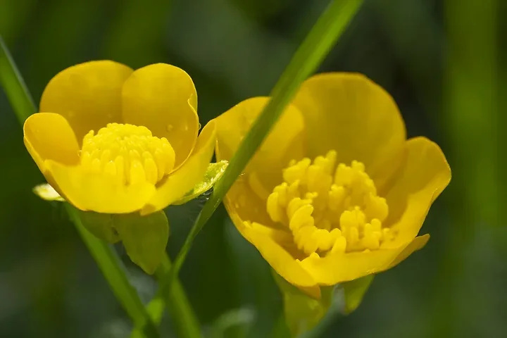 Les fleurs du verger - Jeux de couleurs et de lumi&egrave;re apr&egrave;s la pluie - Photo n°2