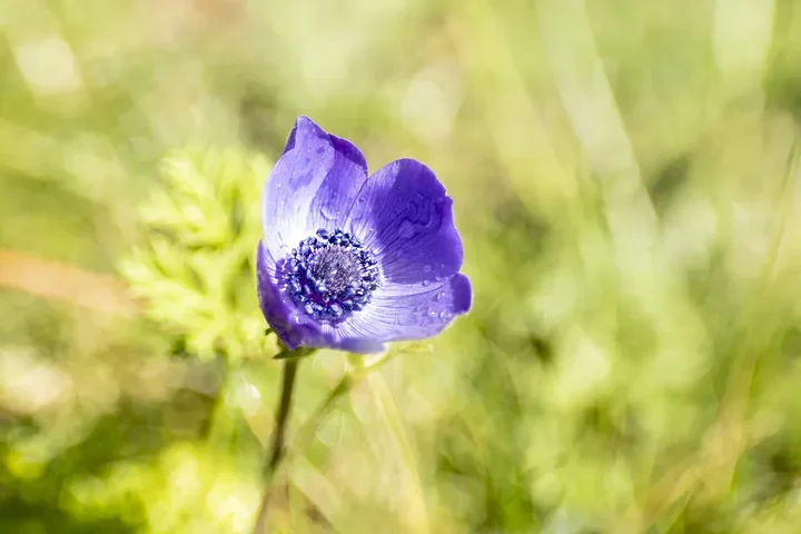 Les fleurs du verger - Jeux de couleurs et de lumi&egrave;re apr&egrave;s la pluie - Photo n°3