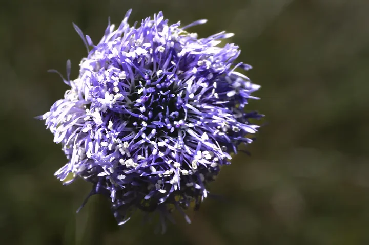 Les fleurs du verger - Jeux de couleurs et de lumi&egrave;re apr&egrave;s la pluie - Photo n°4