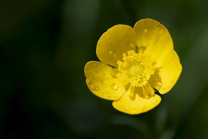 Les fleurs du verger - Jeux de couleurs et de lumi&egrave;re apr&egrave;s la pluie - Photo n°5