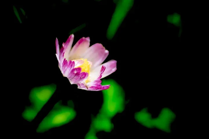 Les fleurs du verger - Jeux de couleurs et de lumi&egrave;re apr&egrave;s la pluie - Photo n°6