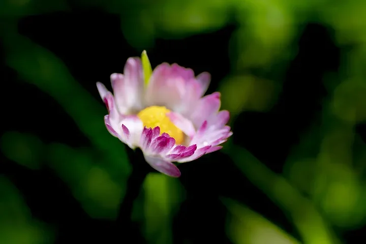 Les fleurs du verger - Jeux de couleurs et de lumi&egrave;re apr&egrave;s la pluie - Photo n°7