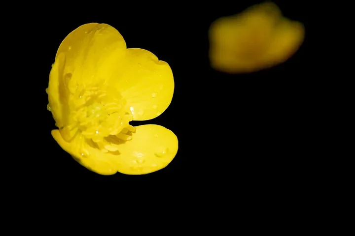 Les fleurs du verger - Jeux de couleurs et de lumi&egrave;re apr&egrave;s la pluie - Photo n°8