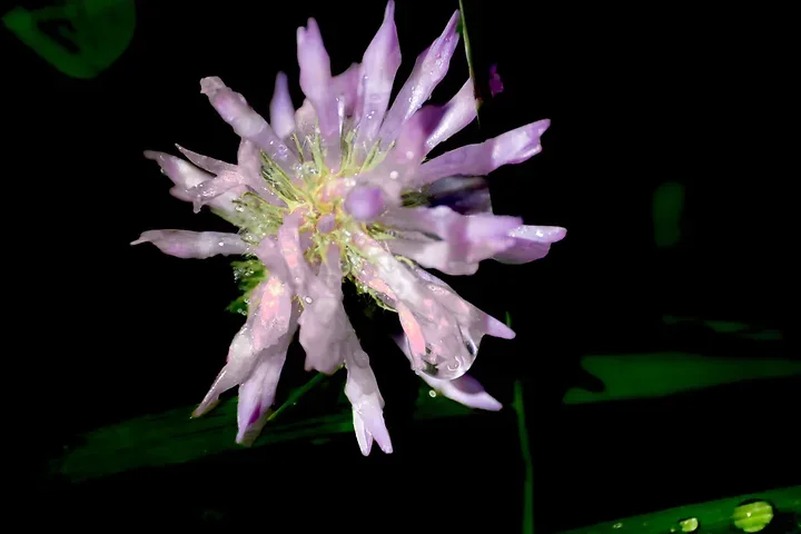 Les fleurs du verger - Jeux de couleurs et de lumi&egrave;re apr&egrave;s la pluie - Photo n°9