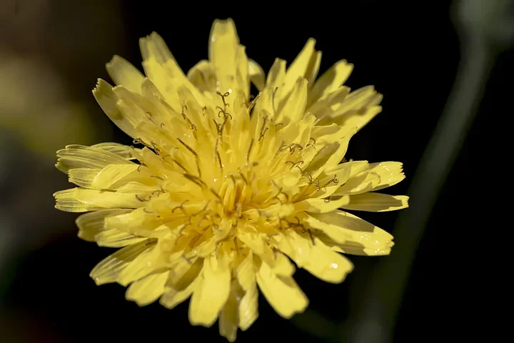 Les fleurs du verger - Jeux de couleurs et de lumi&egrave;re apr&egrave;s la pluie - Photo n°10