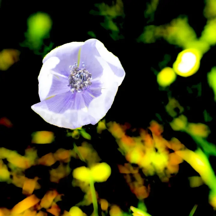 Les fleurs du verger - Jeux de couleurs et de lumi&egrave;re apr&egrave;s la pluie - Photo n°11
