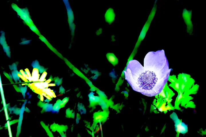 Les fleurs du verger - Jeux de couleurs et de lumi&egrave;re apr&egrave;s la pluie - Photo n°12