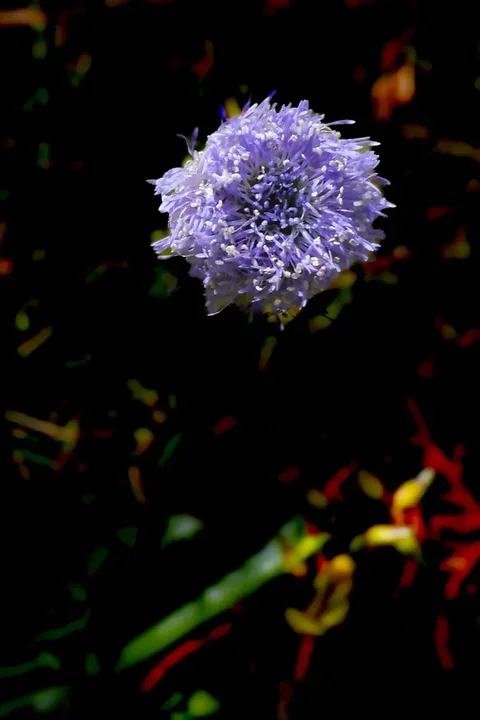 Les fleurs du verger - Jeux de couleurs et de lumi&egrave;re apr&egrave;s la pluie - Photo n°14