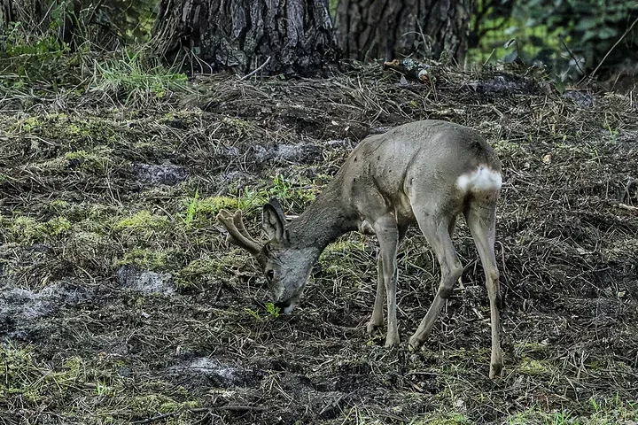 Sortie chevreuils dans les Landes - Photo n°1
