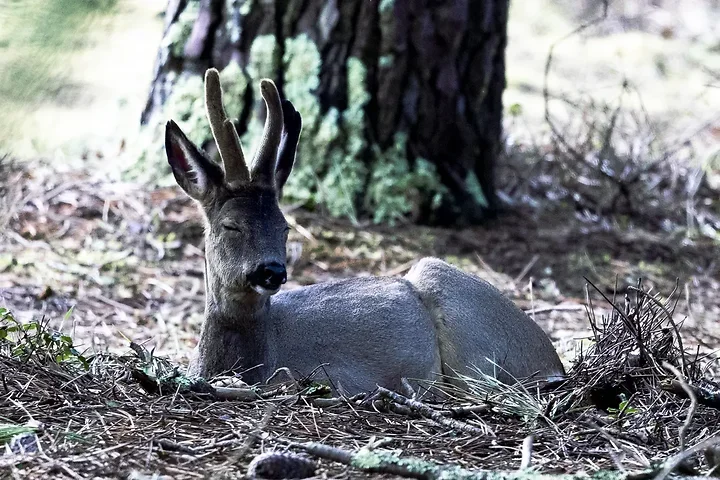Sortie chevreuils dans les Landes - Photo n°2