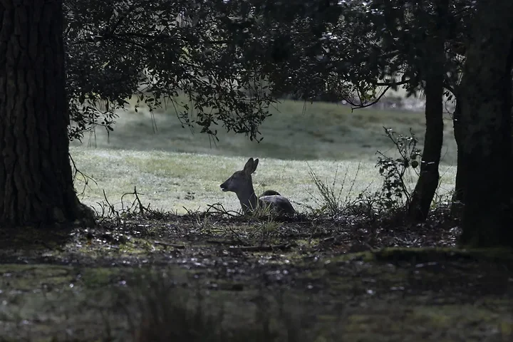 Sortie chevreuils dans les Landes - Photo n°3