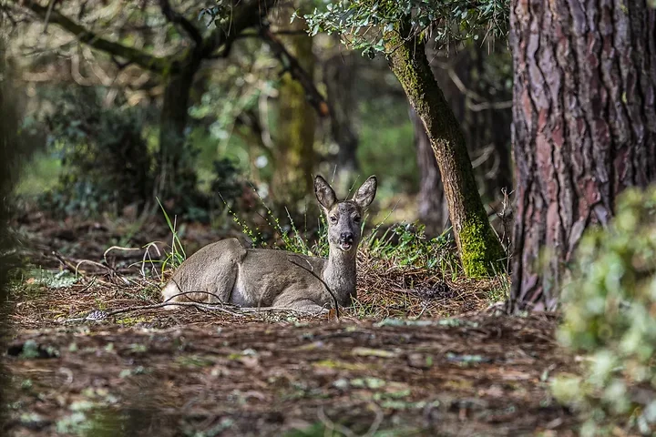 Sortie chevreuils dans les Landes - Photo n°4