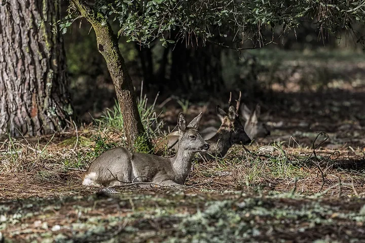 Sortie chevreuils dans les Landes - Photo n°5