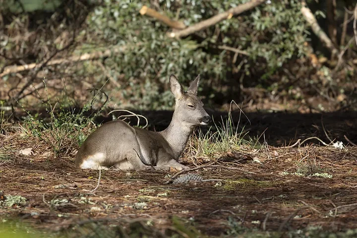 Sortie chevreuils dans les Landes - Photo n°6
