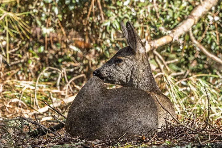 Sortie chevreuils dans les Landes - Photo n°9