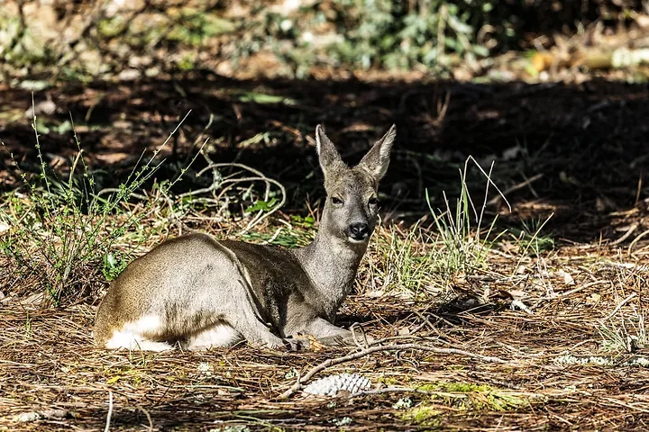 Sortie chevreuils dans les Landes - Photo n°10