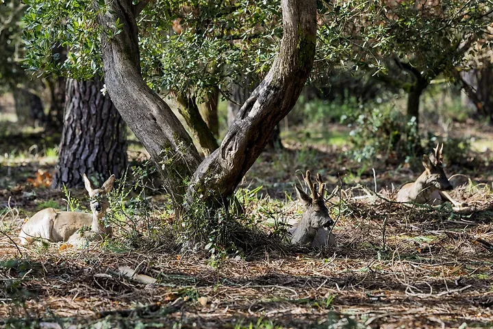 Sortie chevreuils dans les Landes - Photo n°11