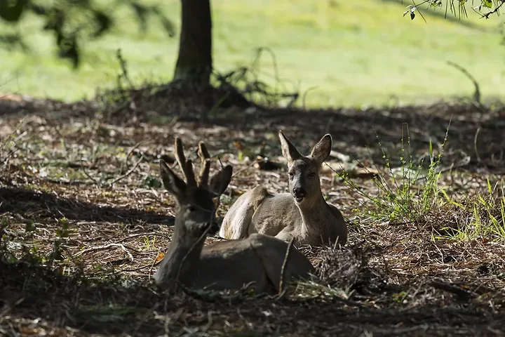 Sortie chevreuils dans les Landes - Photo n°12