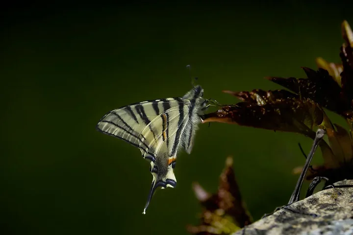 Papillons - Photo n°1