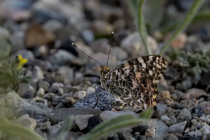 Papillons - Photo n°2