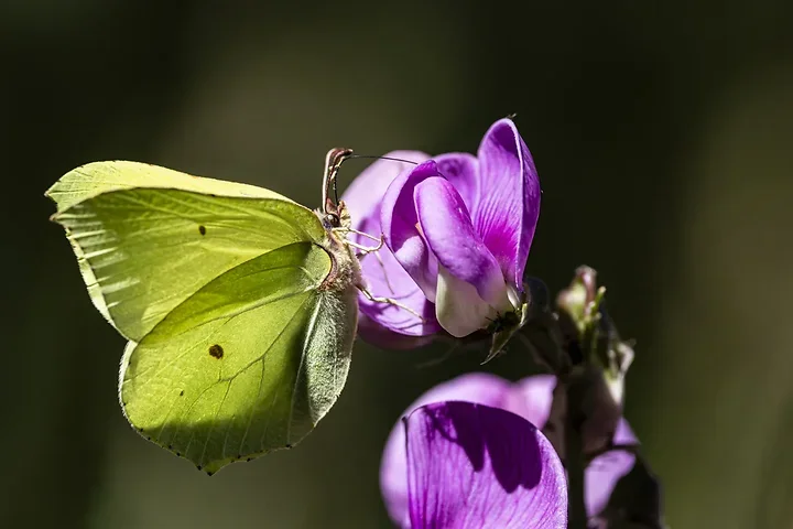 Papillons - Photo n°3