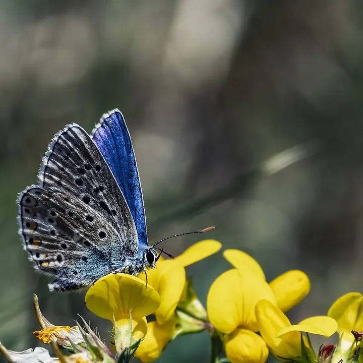 Papillons - Photo n°4