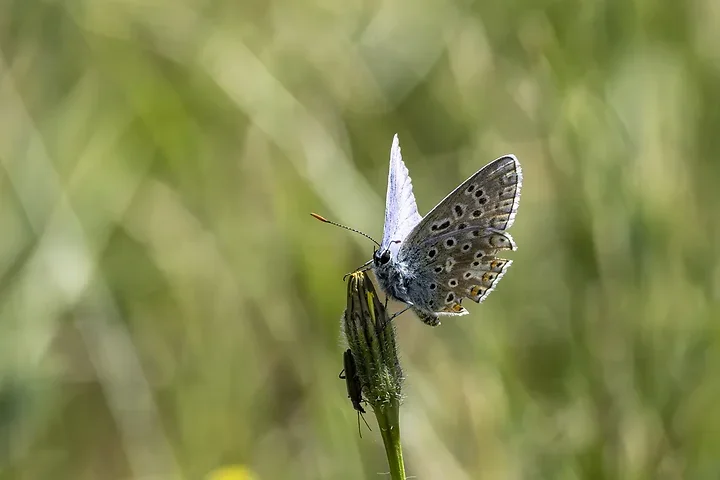 Papillons - Photo n°5